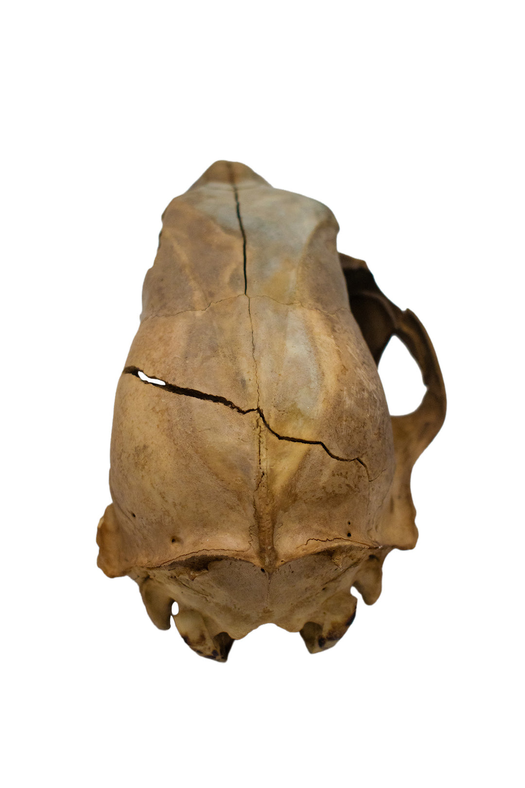 decrepit black bear skull #2