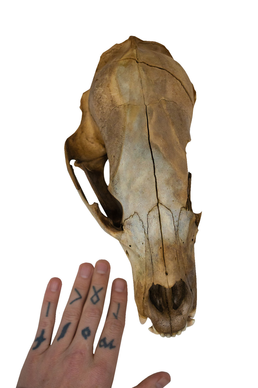 decrepit black bear skull #2