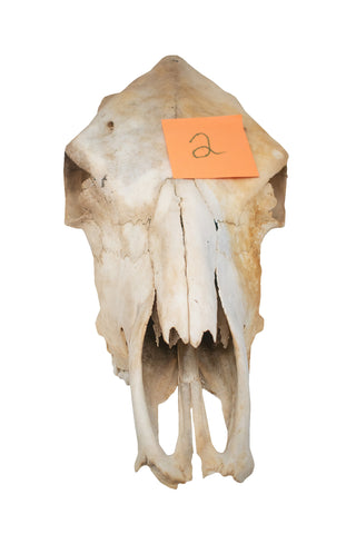 Image of Cow skull #2
