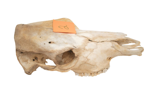 Image of Cow skull #2