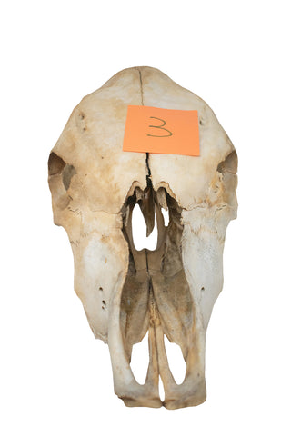 Image of Cow skull #3