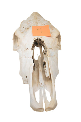 Image of Cow skull #4