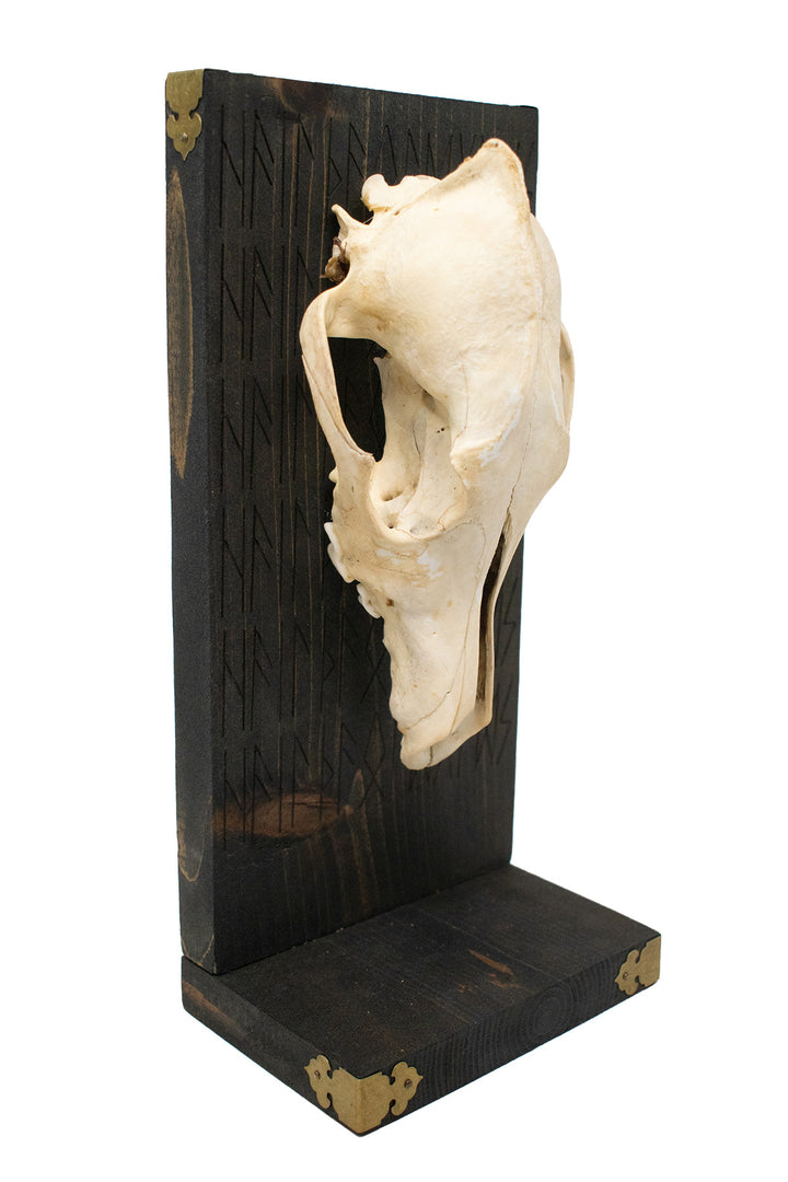 Hail the Old Gods Coyote Skull Altar