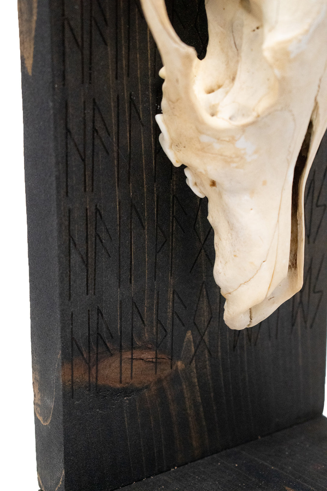 Hail the Old Gods Coyote Skull Altar