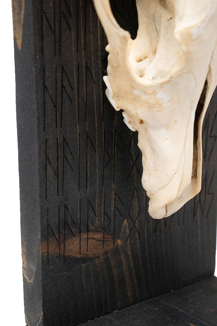 Hail the Old Gods Coyote Skull Altar