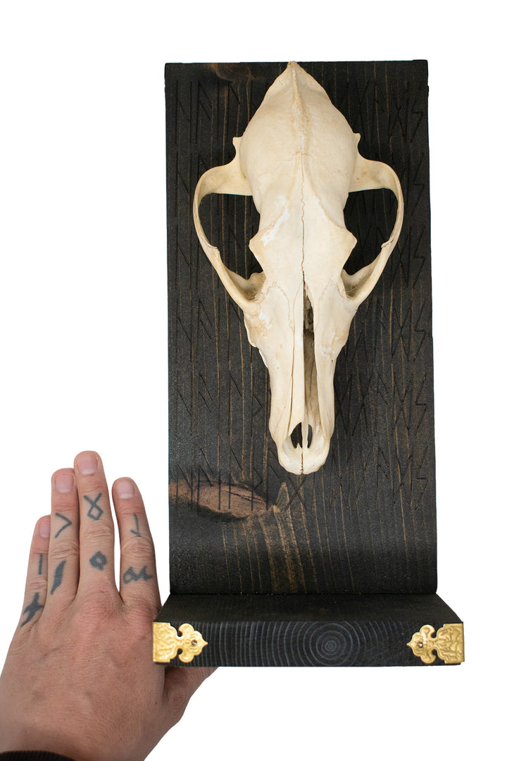 Hail the Old Gods Coyote Skull Altar