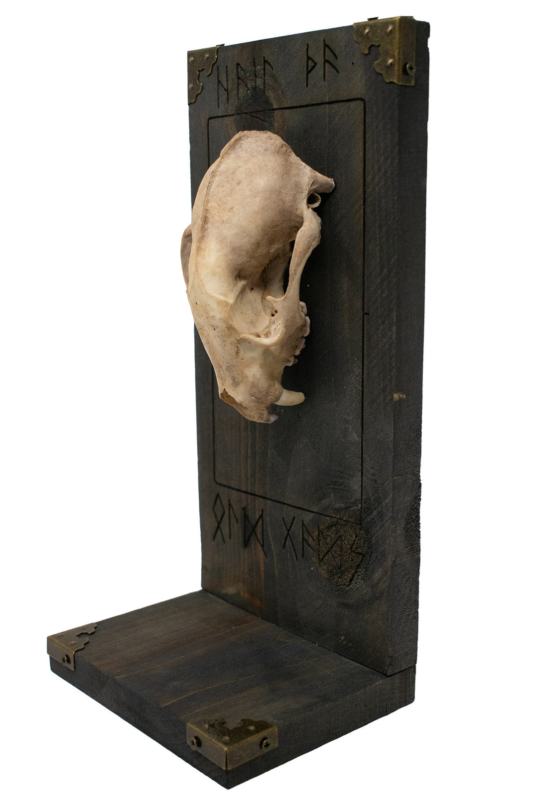 Raccoon Skull Hail the Old Gods Altar