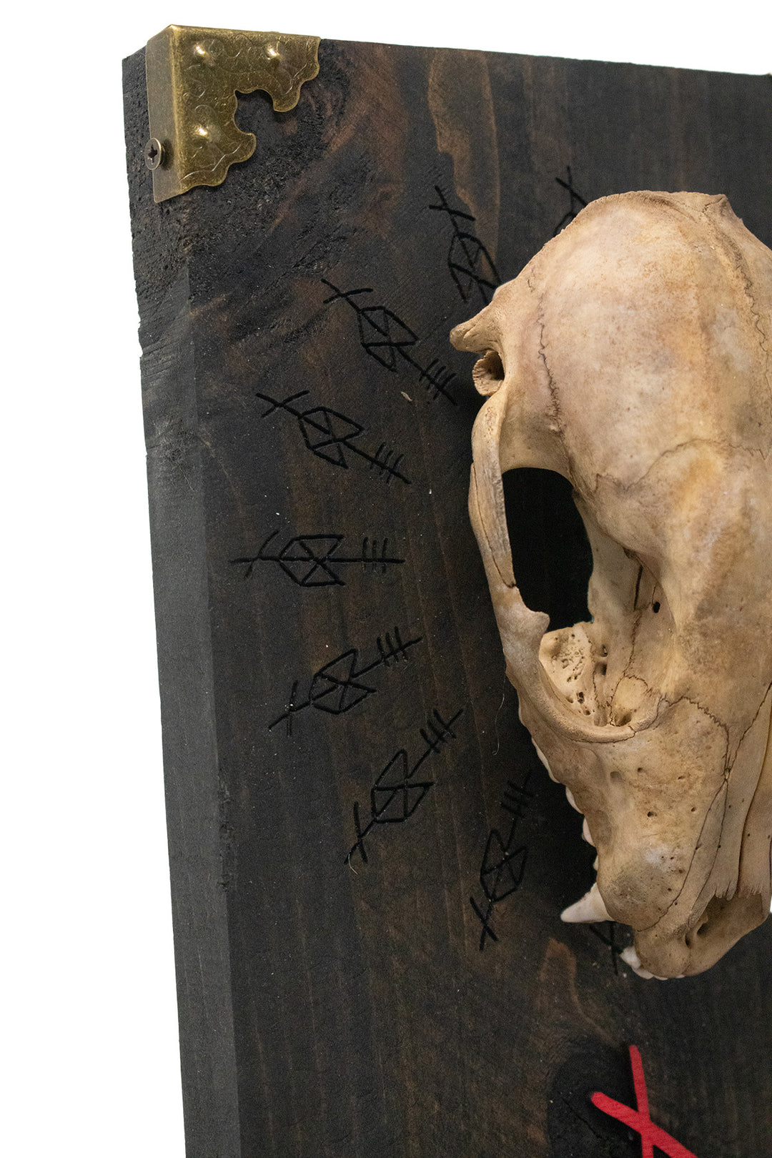Odin Raccoon Skull Altar