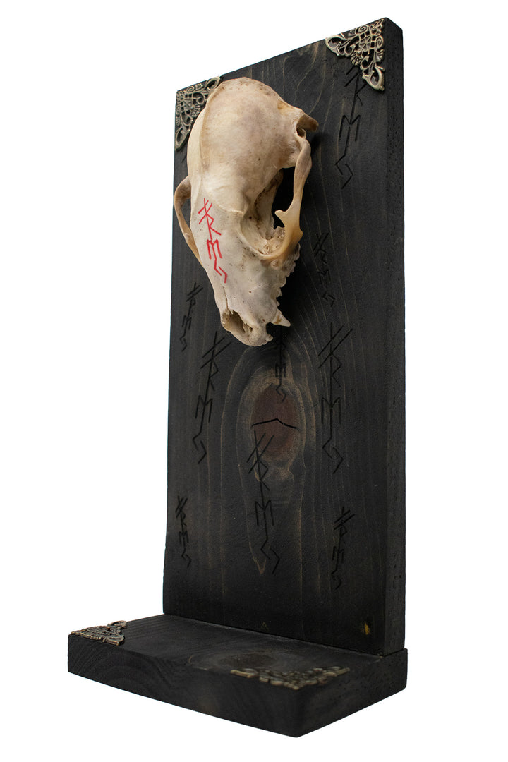 Freya Raccoon Skull Altar