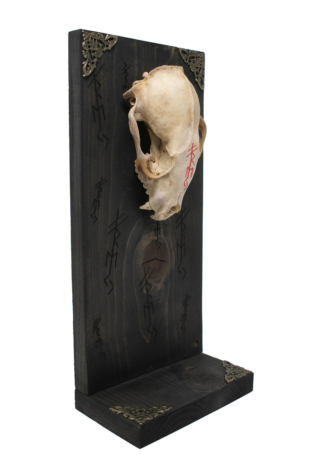 Freya Raccoon Skull Altar