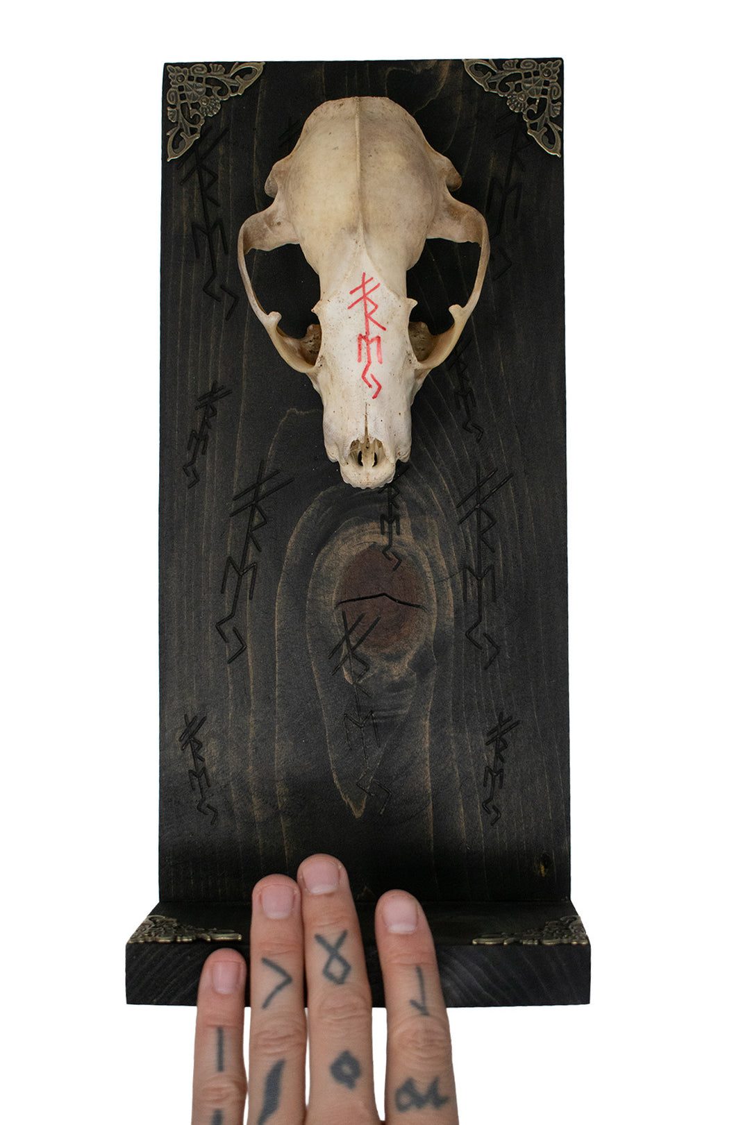 Freya Raccoon Skull Altar