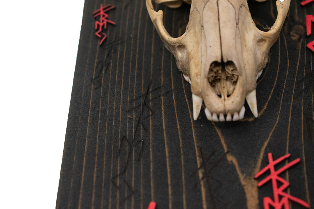 Raccoon Skull Freya Invocation Altar