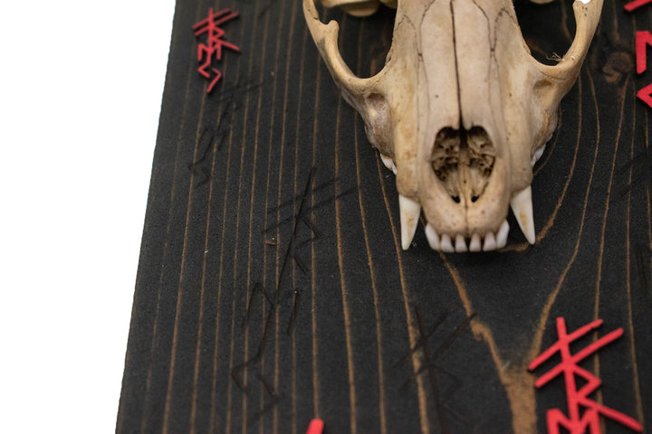 Raccoon Skull Freya Invocation Altar