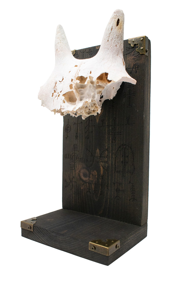 Big Horn Sheep Ewe Skull Icelandic Stave Altar