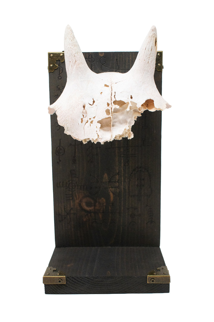Big Horn Sheep Ewe Skull Icelandic Stave Altar