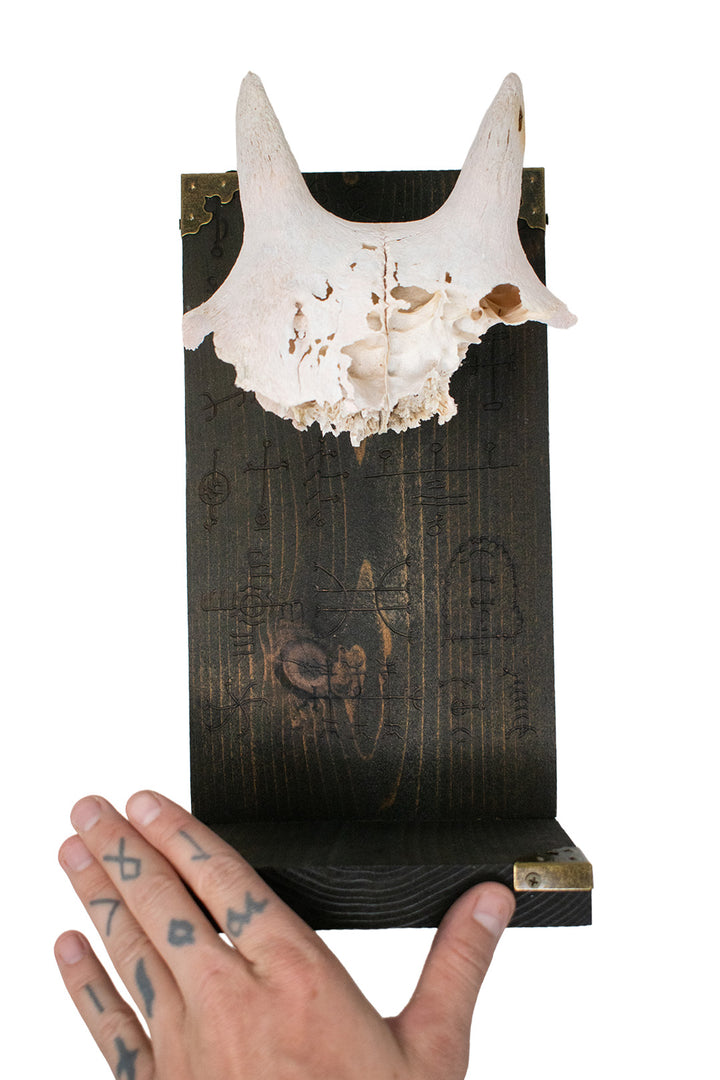 Big Horn Sheep Ewe Skull Icelandic Stave Altar