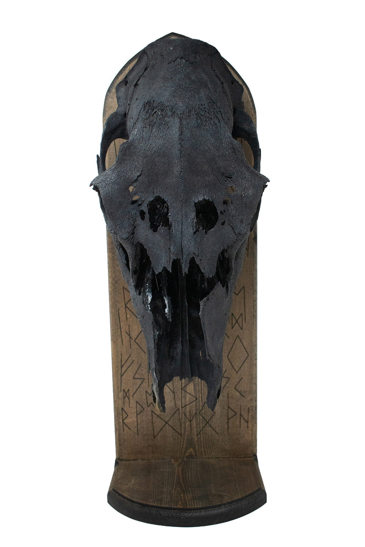 Blackened Elk Skull Elder Futhark Altar