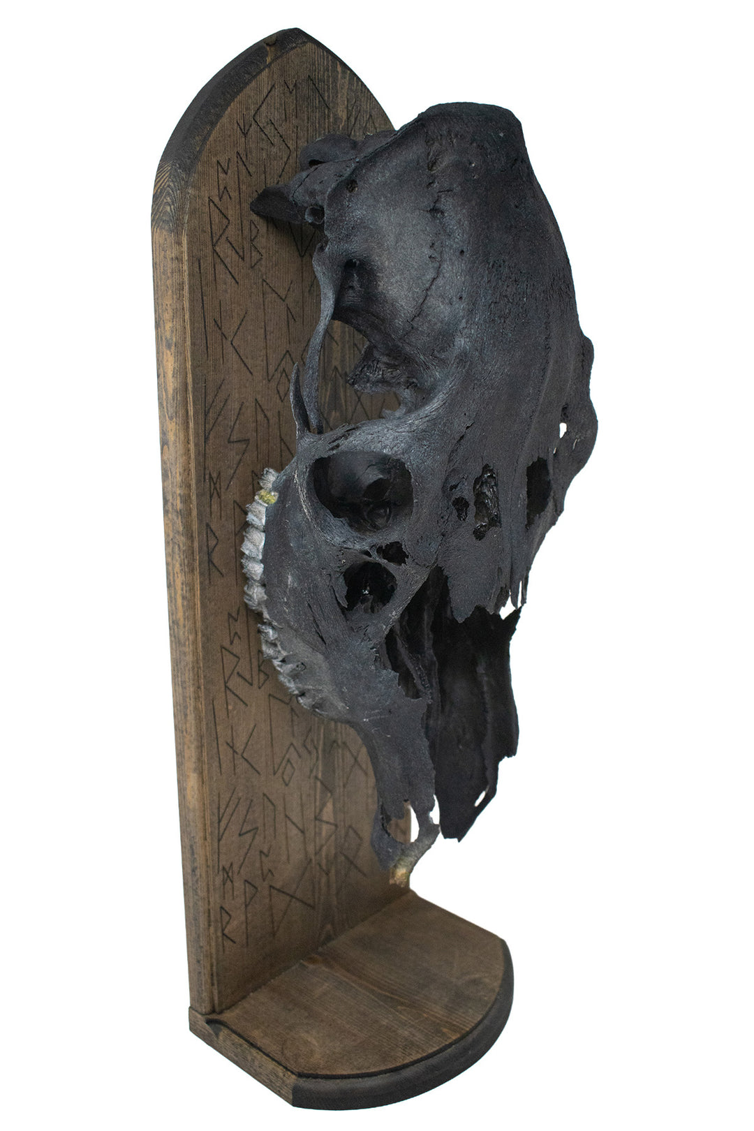 Blackened Elk Skull Elder Futhark Altar