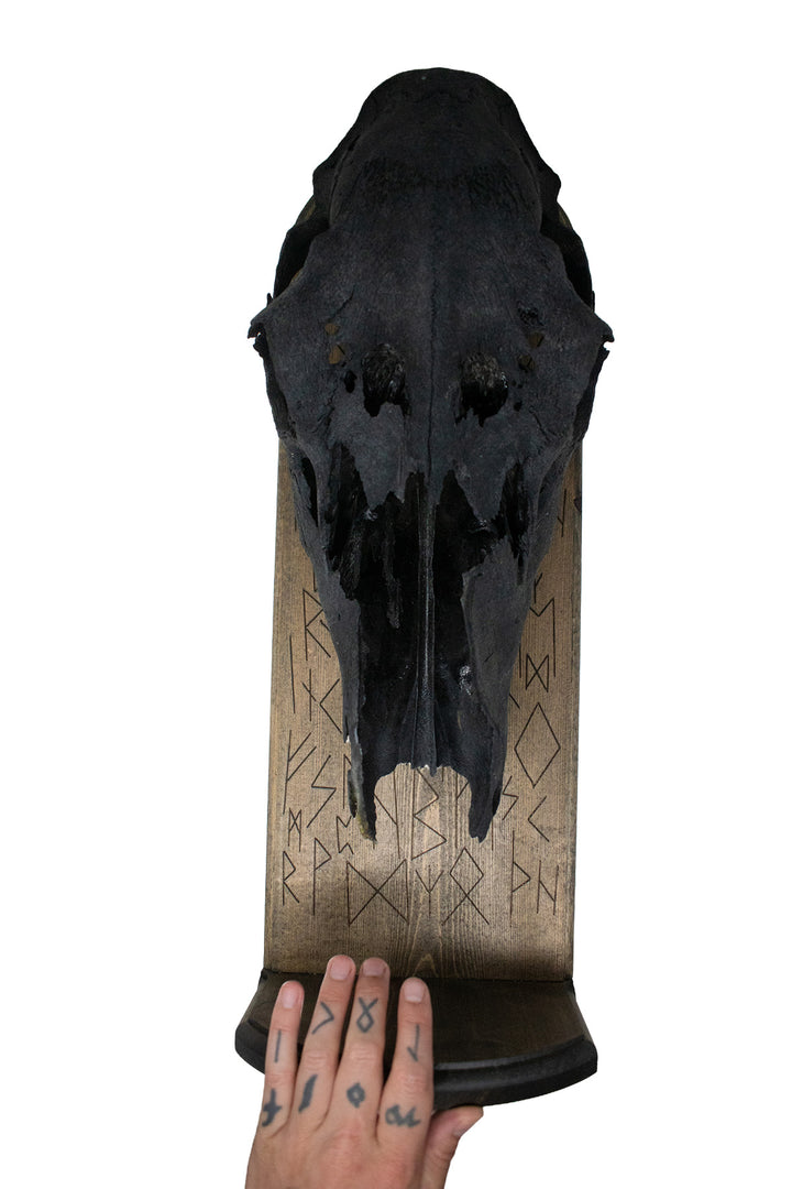 Blackened Elk Skull Elder Futhark Altar