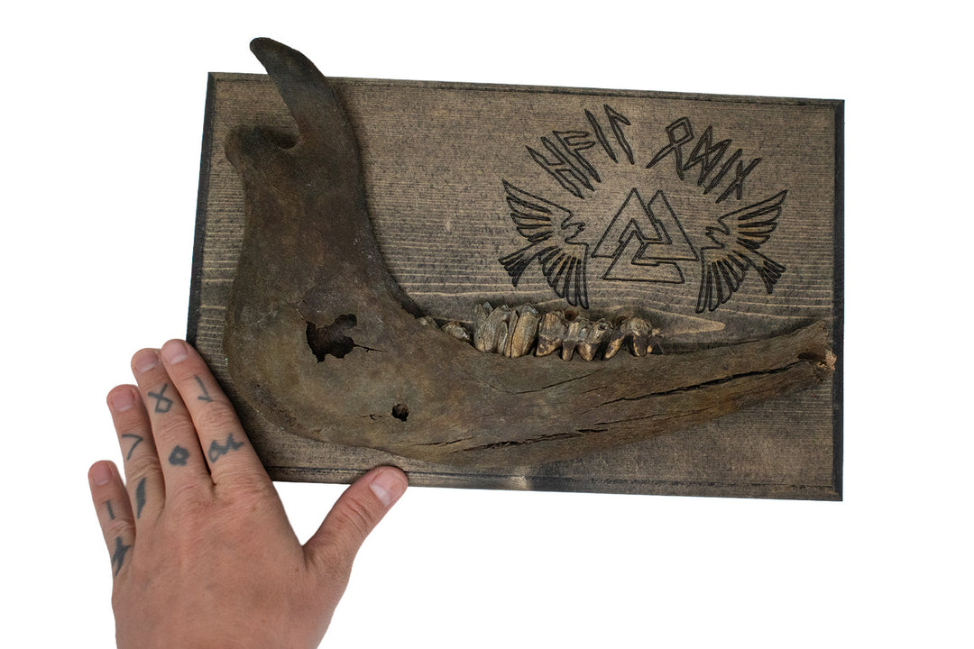 hail odin cow jawbone wall hanger