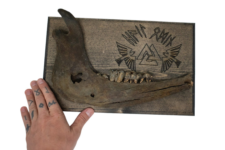hail odin cow jawbone wall hanger