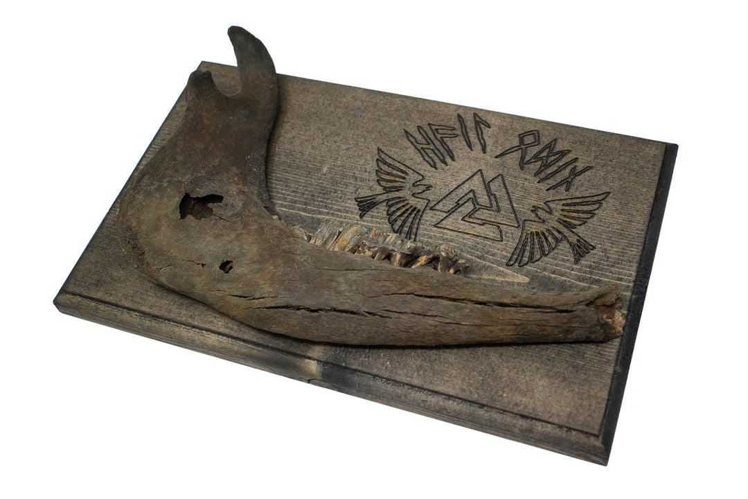 hail odin cow jawbone wall hanger