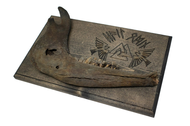 hail odin cow jawbone wall hanger