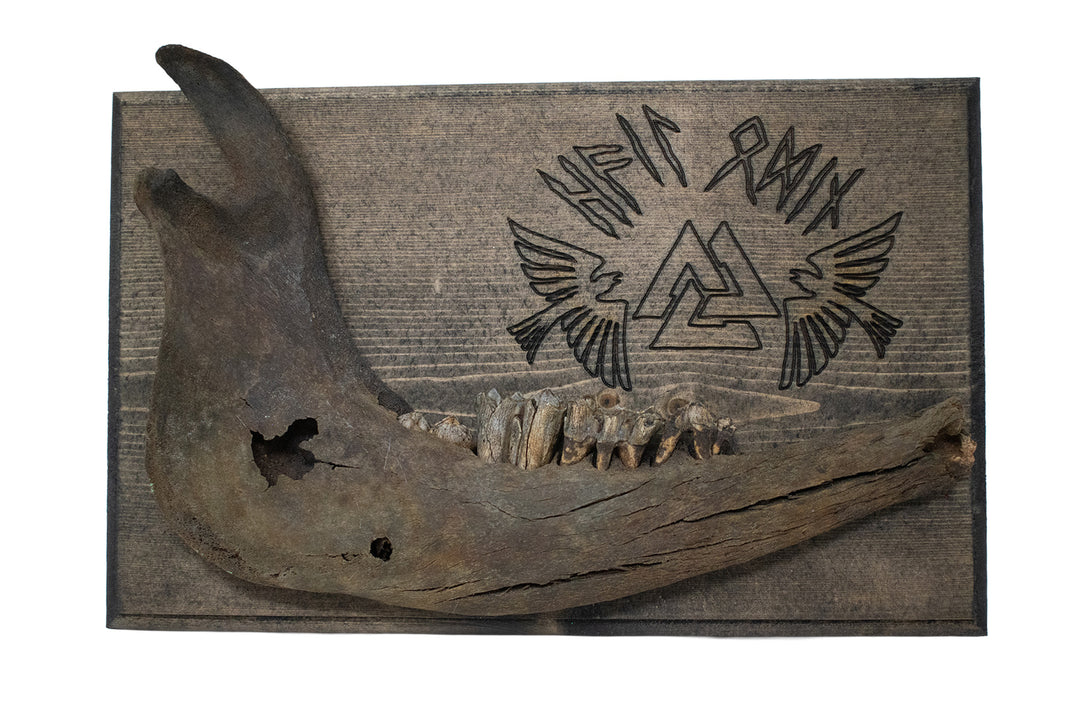 hail odin cow jawbone wall hanger