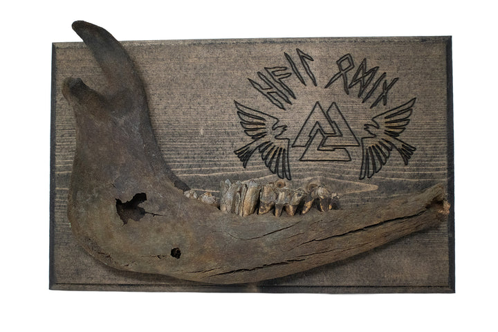 hail odin cow jawbone wall hanger