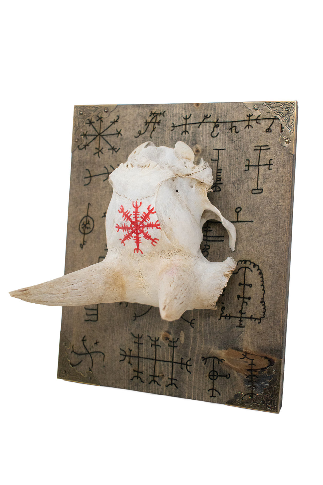 Bighorn Sheep Ewe Skull Cap Icelandic Stave Wall Hanger