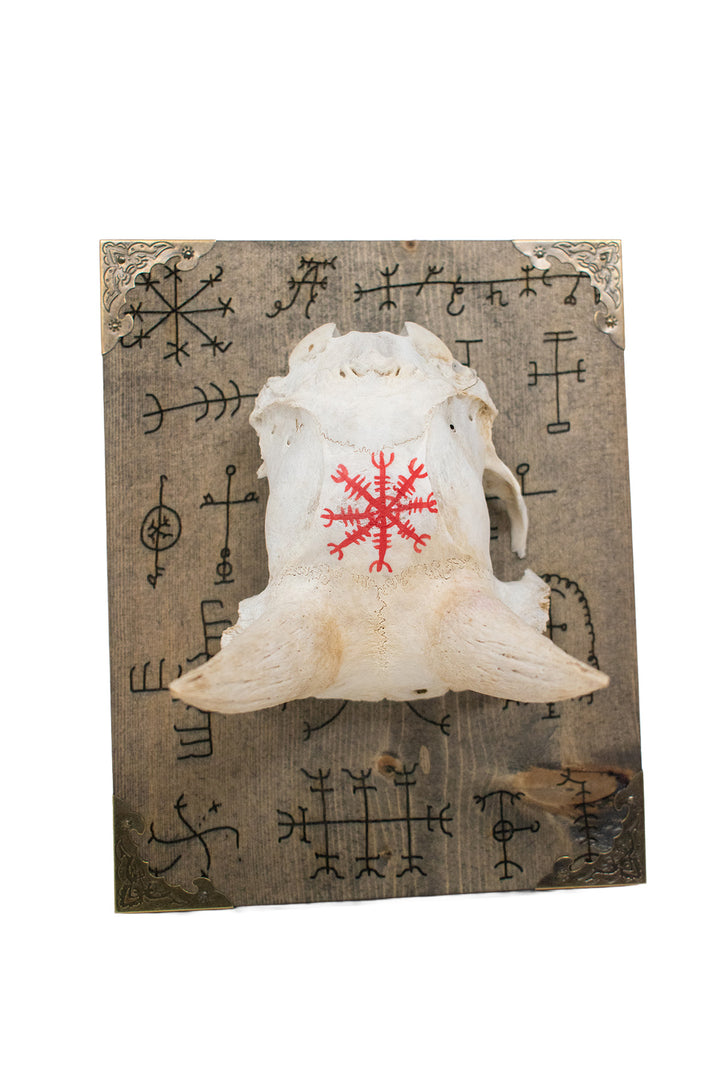 Bighorn Sheep Ewe Skull Cap Icelandic Stave Wall Hanger