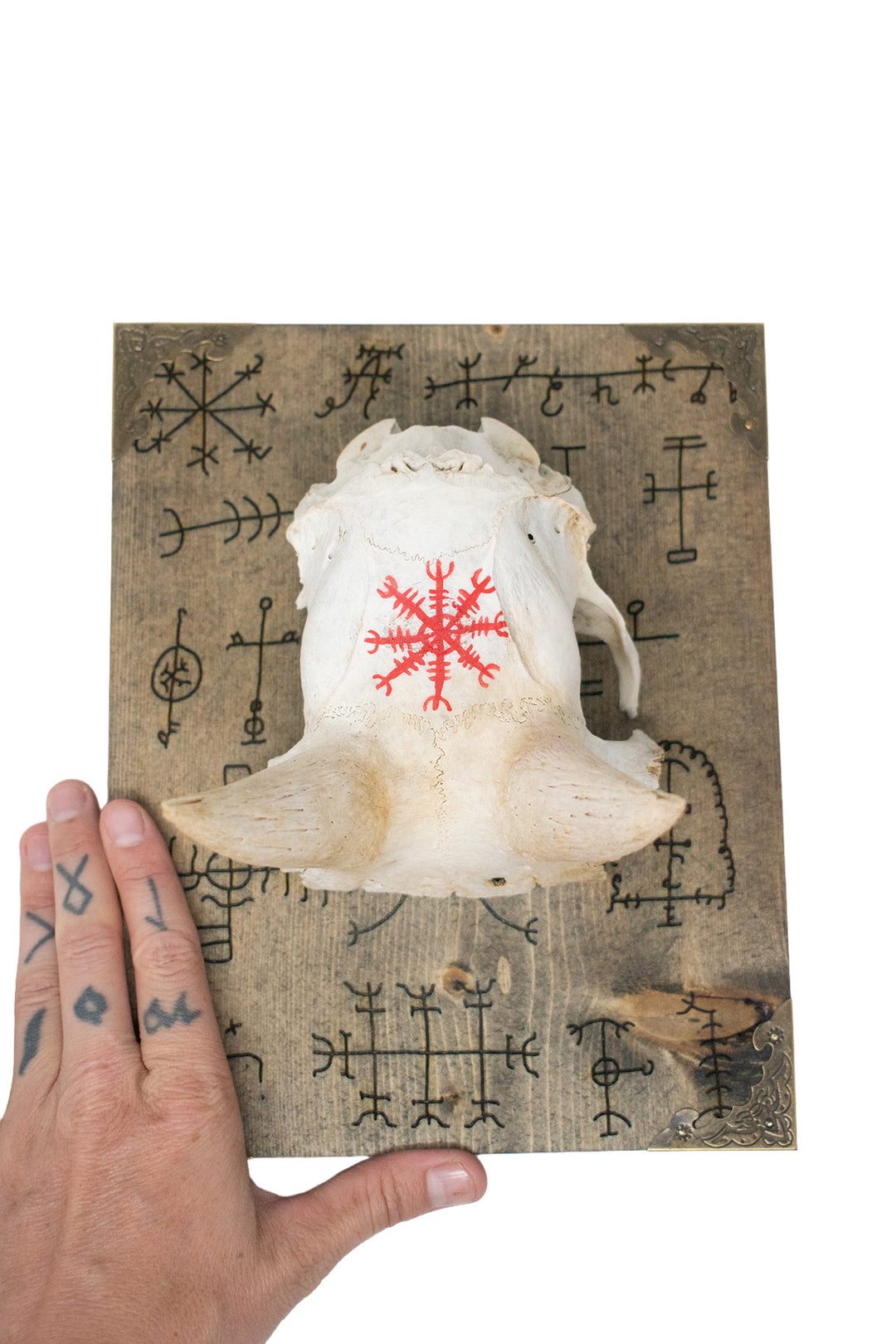 Bighorn Sheep Ewe Skull Cap Icelandic Stave Wall Hanger