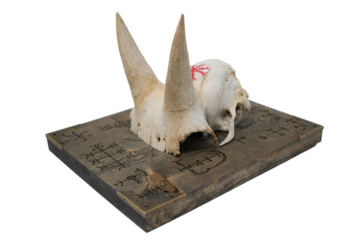 Bighorn Sheep Ewe Skull Cap Icelandic Stave Wall Hanger