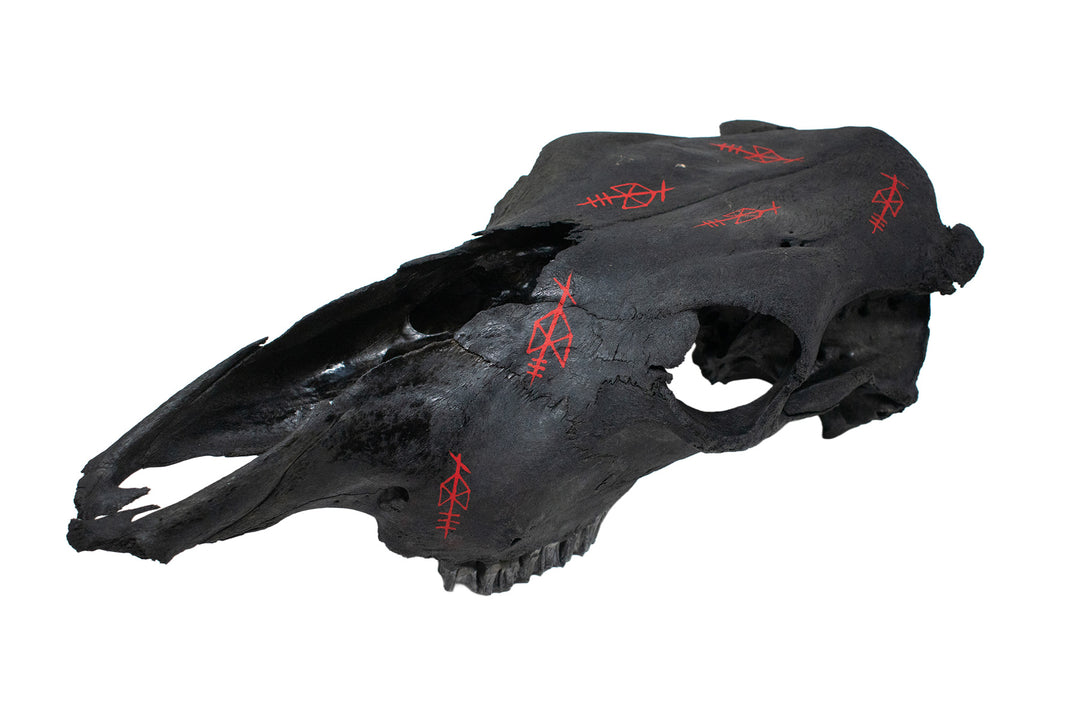 Odin Bindrune Blackened Cow Skull