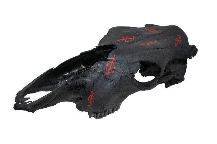 Odin Bindrune Blackened Cow Skull