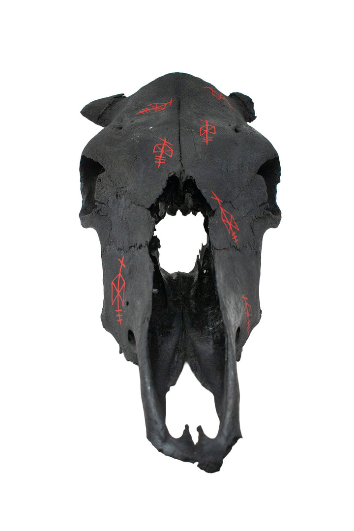 Odin Bindrune Blackened Cow Skull