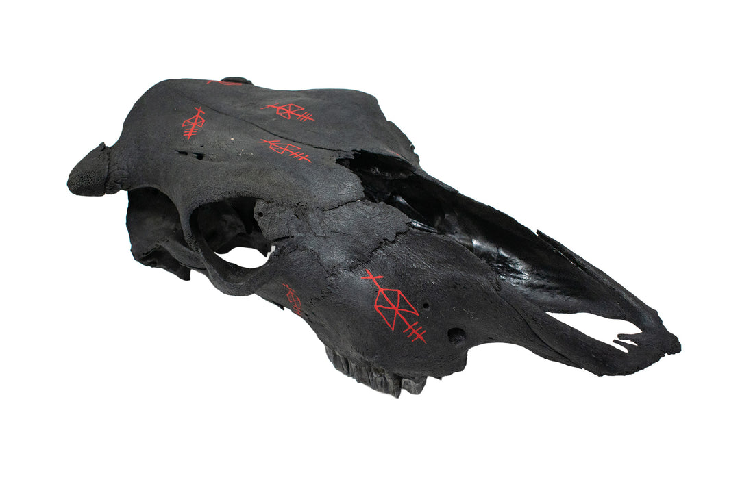 Odin Bindrune Blackened Cow Skull
