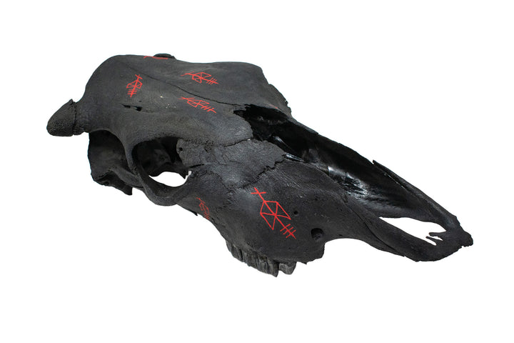 Odin Bindrune Blackened Cow Skull