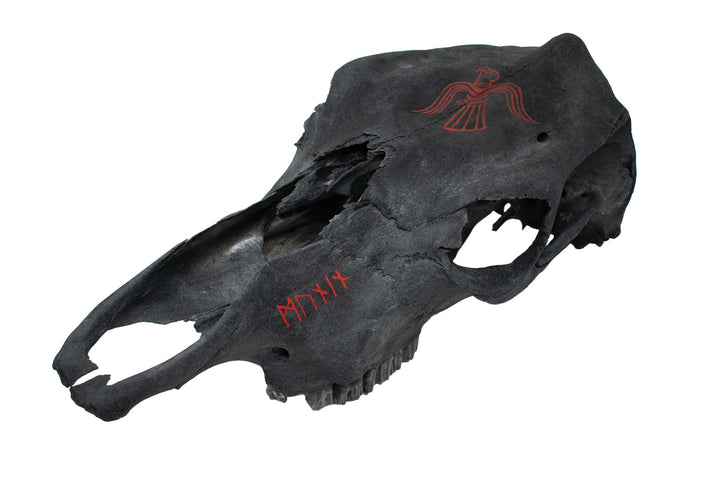 Blackened Cow Skull with Huginn & Muninn Raven Artwork