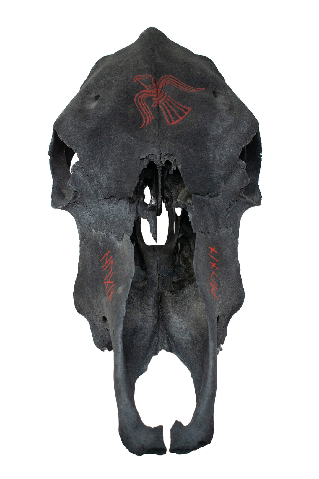 Blackened Cow Skull with Huginn & Muninn Raven Artwork