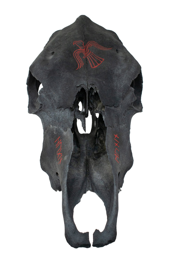 Blackened Cow Skull with Huginn & Muninn Raven Artwork