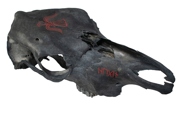 Blackened Cow Skull with Huginn & Muninn Raven Artwork