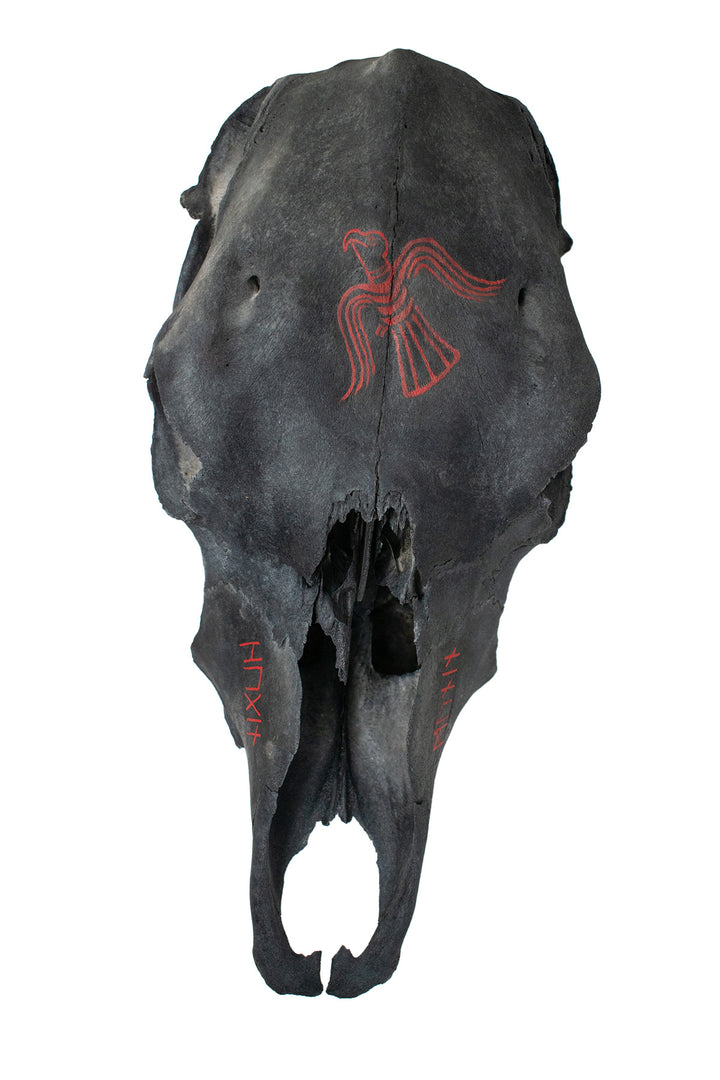 Blackened Cow Skull with Huginn & Muninn Raven Artwork