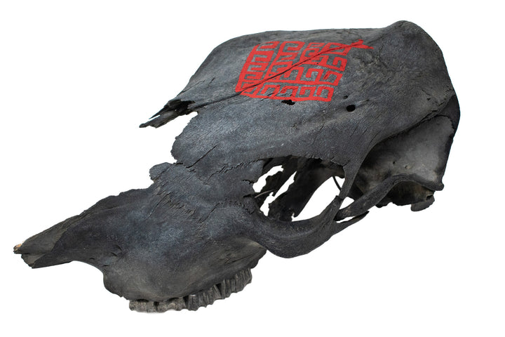 Blackened Partial Cow Skull with Yggdrasil - Överhogdal Tapestry Inspired