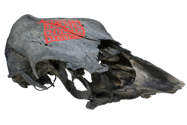 Blackened Partial Cow Skull with Yggdrasil - Överhogdal Tapestry Inspired