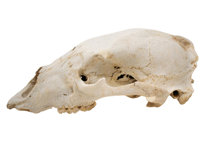 Decrepit Black Bear Skull