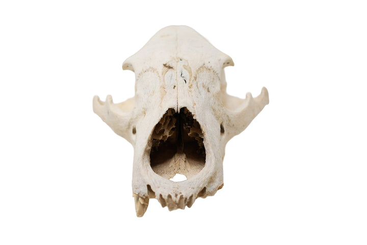 Decrepit Black Bear Skull