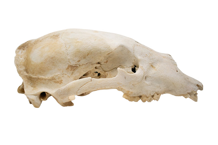 Decrepit Black Bear Skull