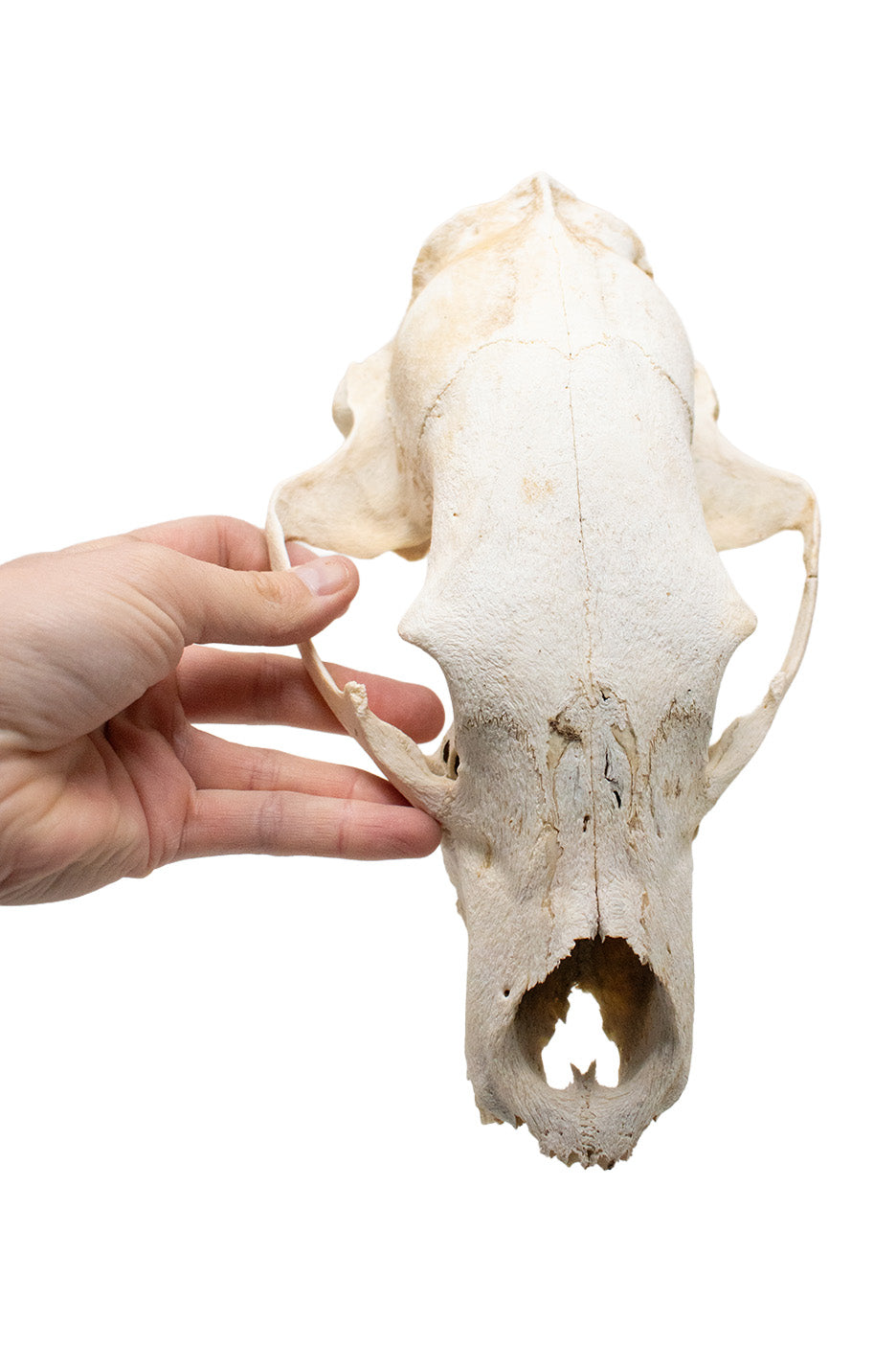 Decrepit Black Bear Skull