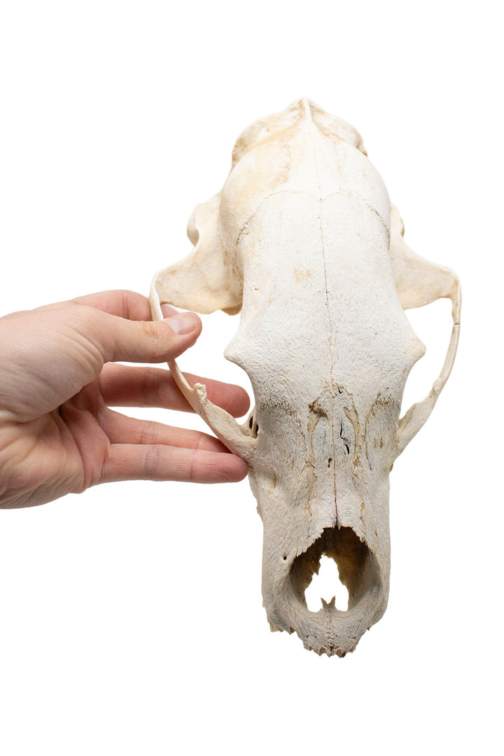 Decrepit Black Bear Skull